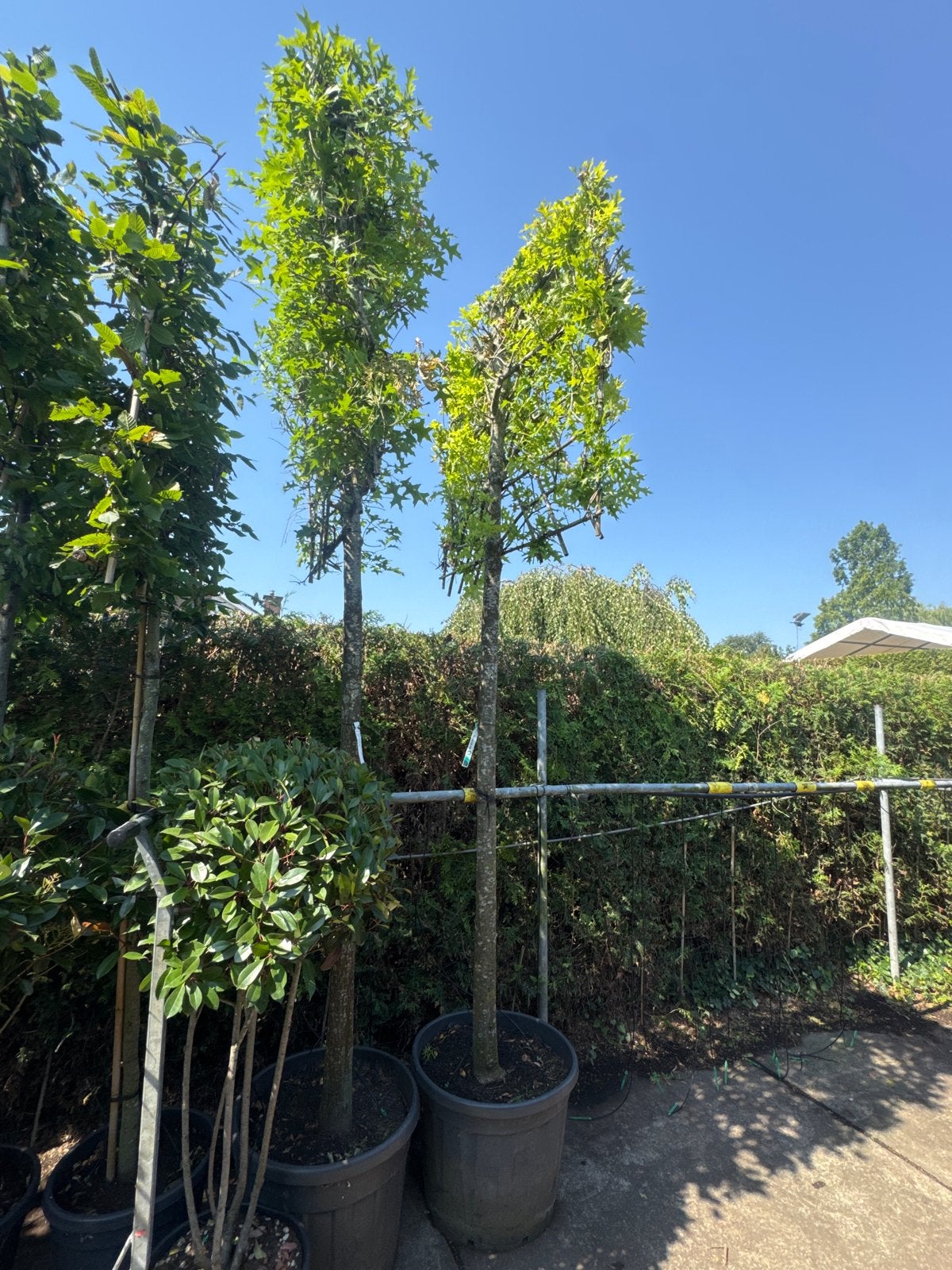 Quercus palustris zware leibomen €450 voor 2 stuks, Tuin en Terras, Bloeit niet, Leiboom, 250 tot 400 cm, Ophalen