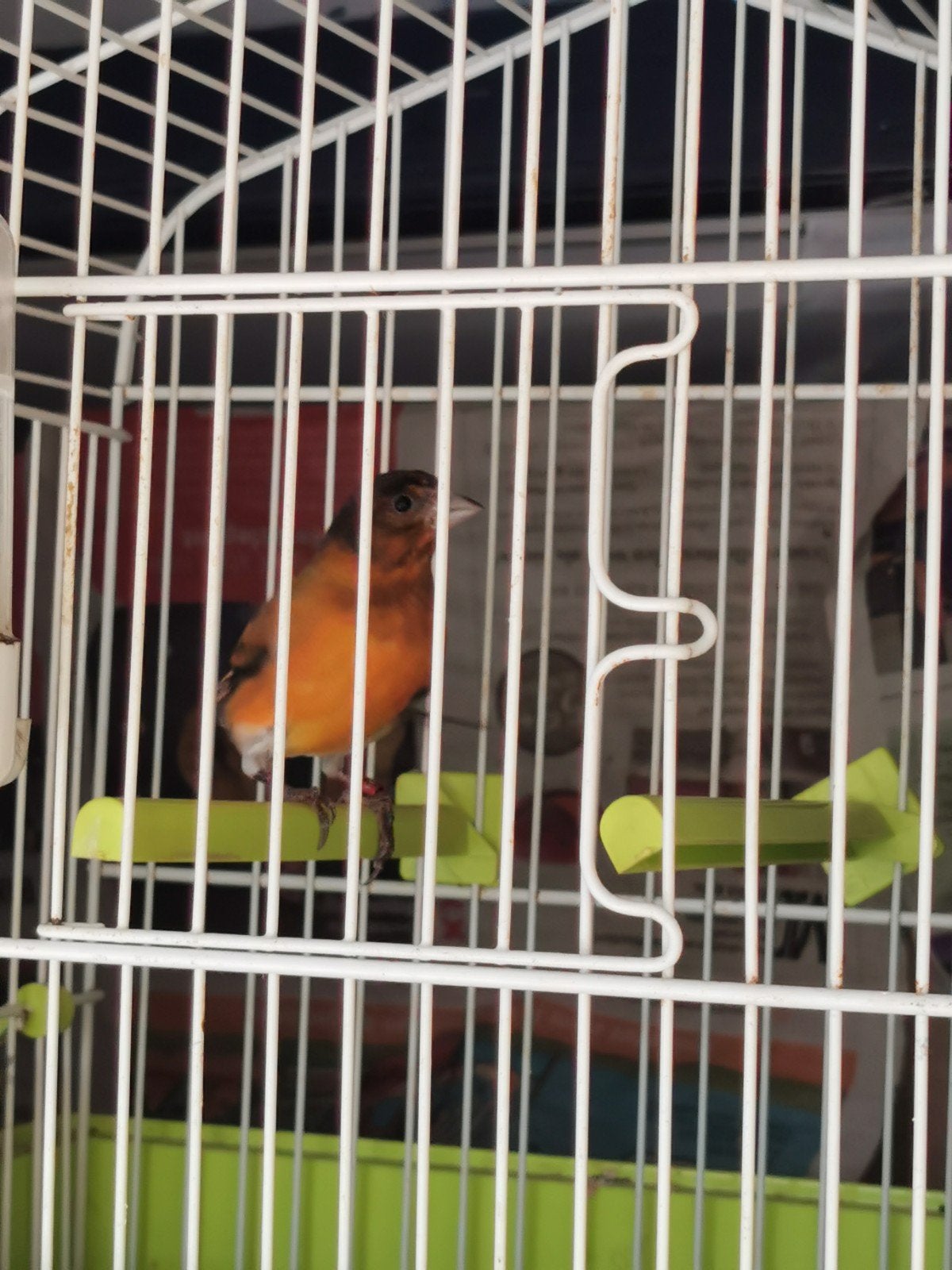 f1 kapoetie sijs, Dieren en Toebehoren, Mannelijk, Bastaard
