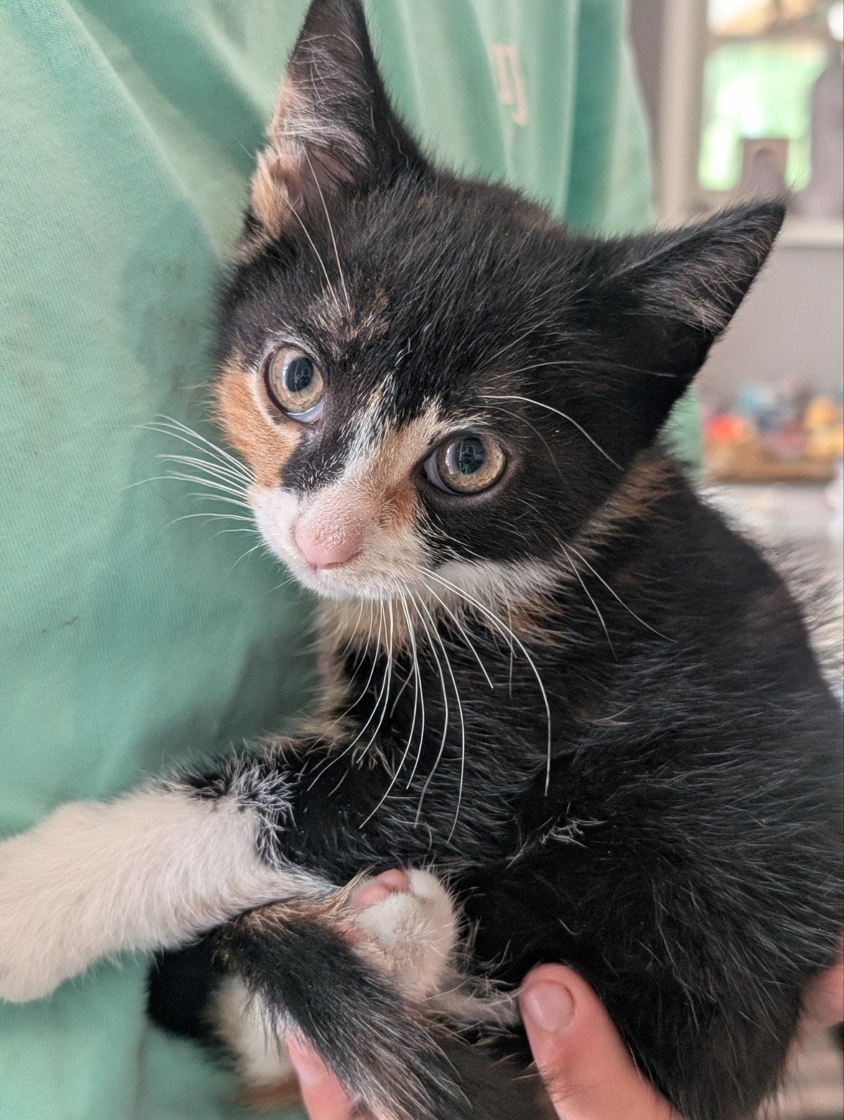 Lieve kitten poes Europese korthaar te koop., Poes