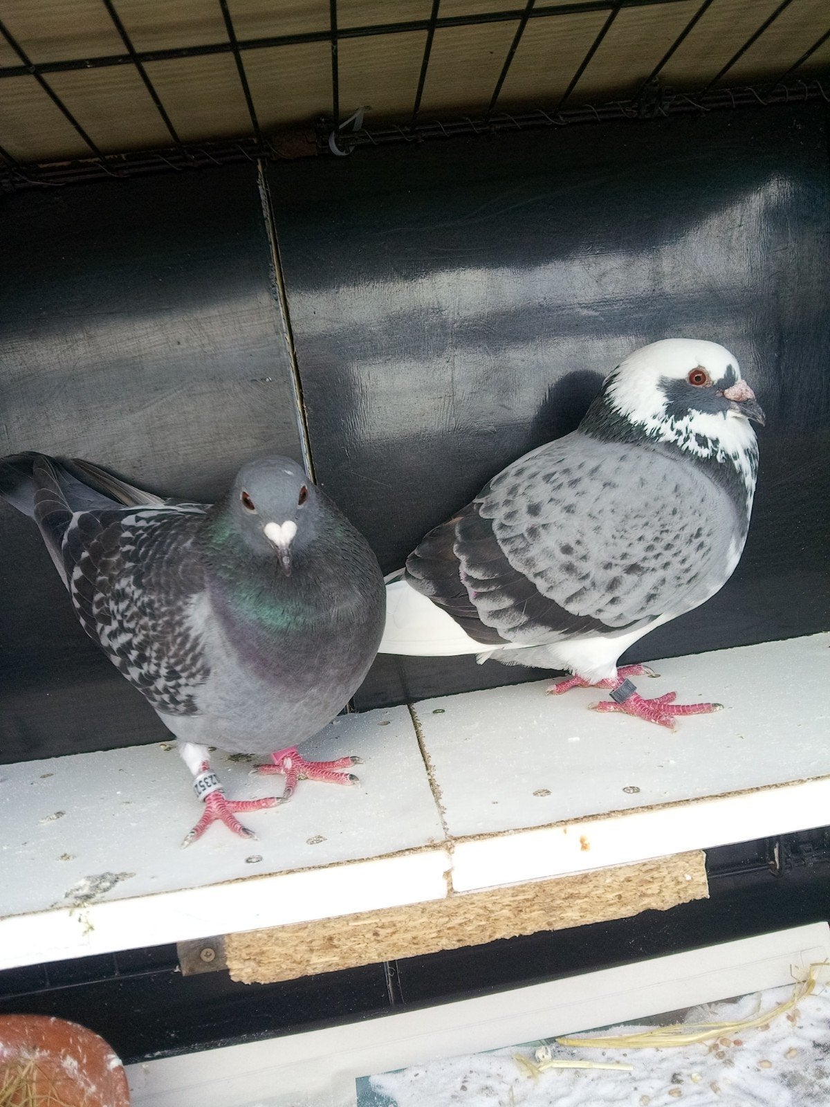 Koppel postduivin en kropper doffer., Dieren en Toebehoren, Meerdere dieren
