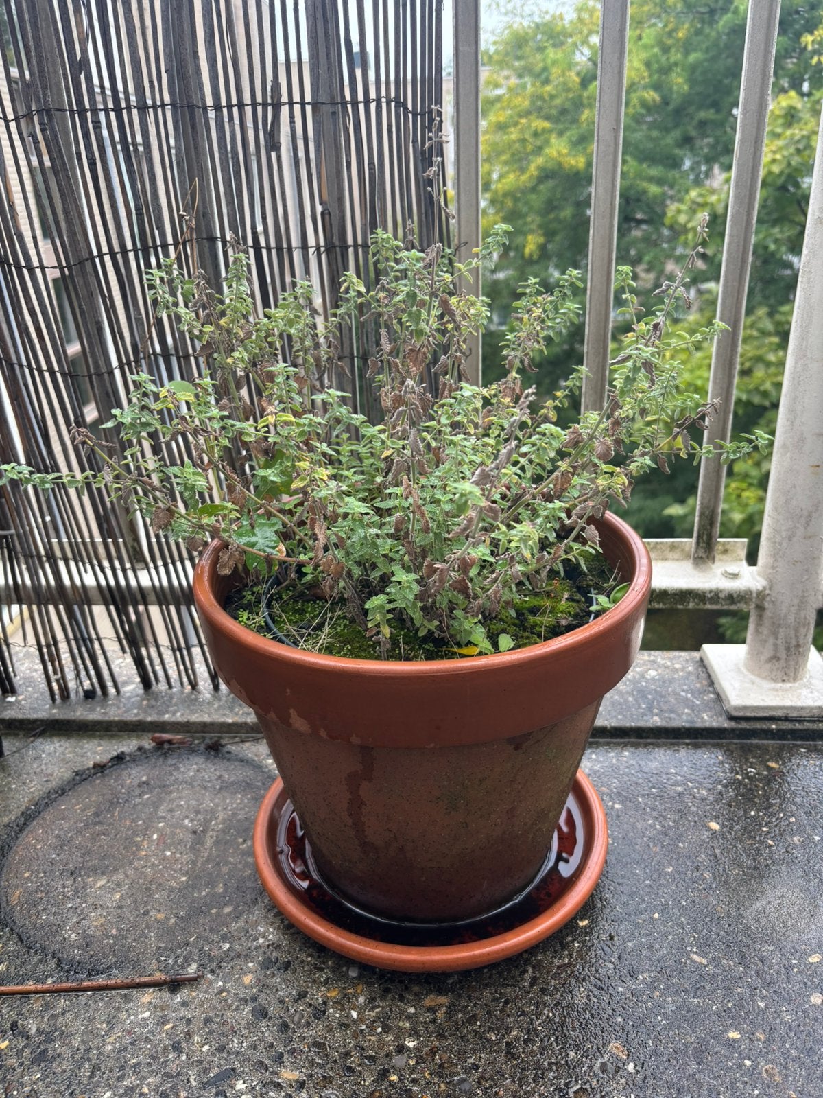 Terracotta pot+schotel incl plant, Tuin en Terras, Ophalen