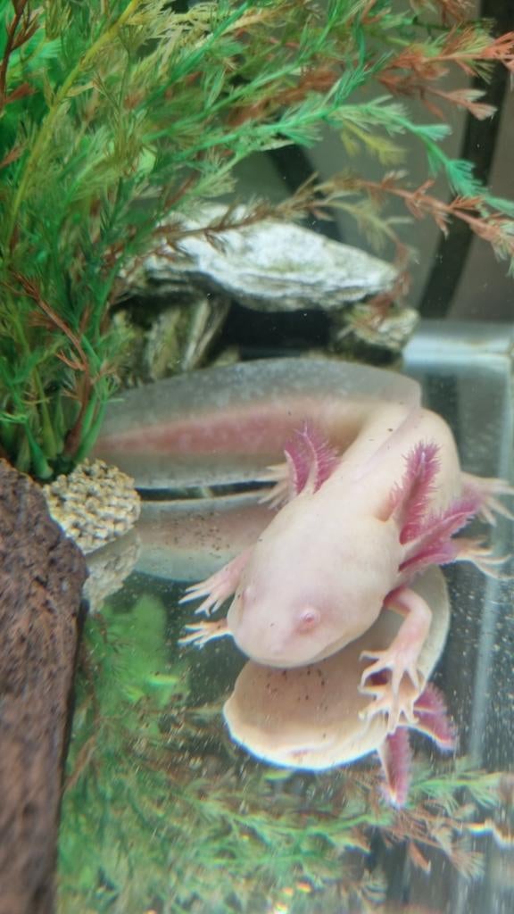 Axolotl Albino, Amfibie, Met terrarium, 0 tot 2 jaar