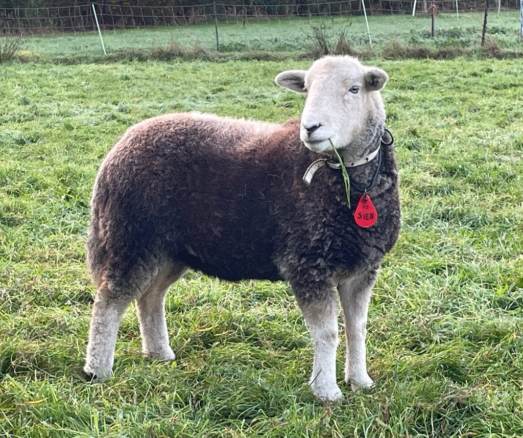 2-3 mooie Herdwick ooien, stamboek en zwoegervrij, Dieren en Toebehoren, Vrouwelijk, Schaap, 0 tot 2 jaar