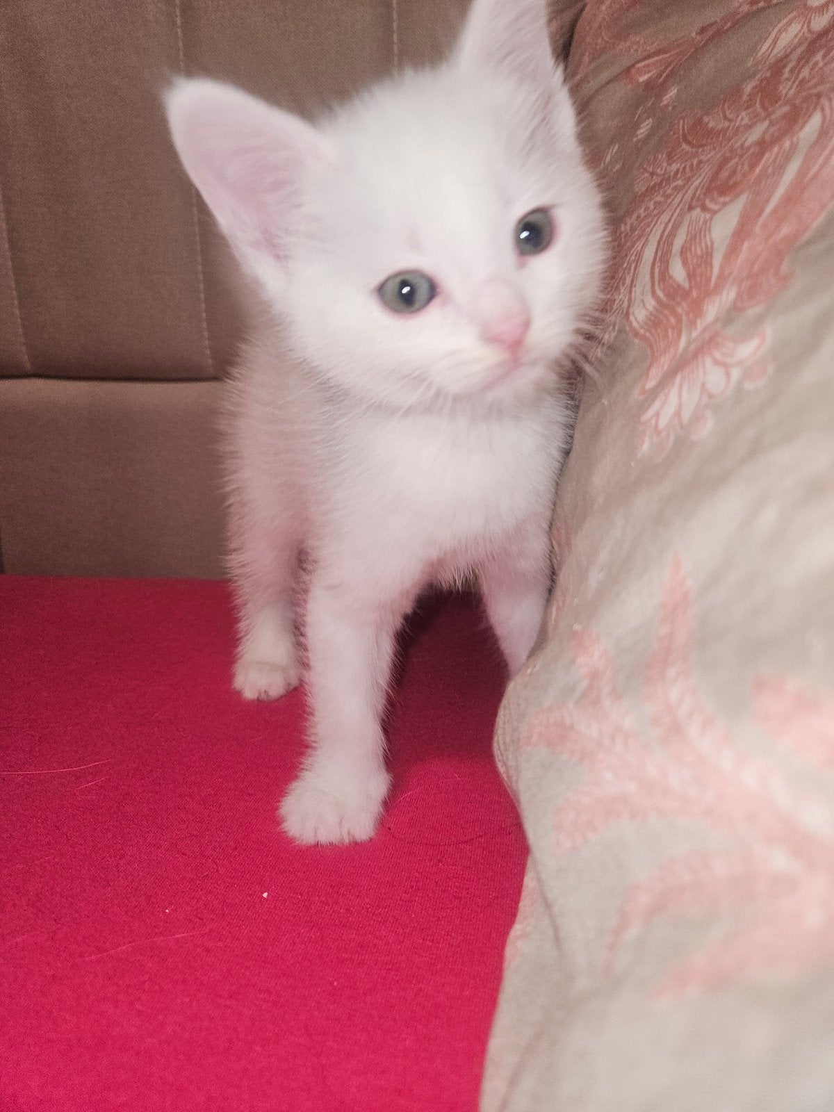 prachtige sociale witte kitten, Kater