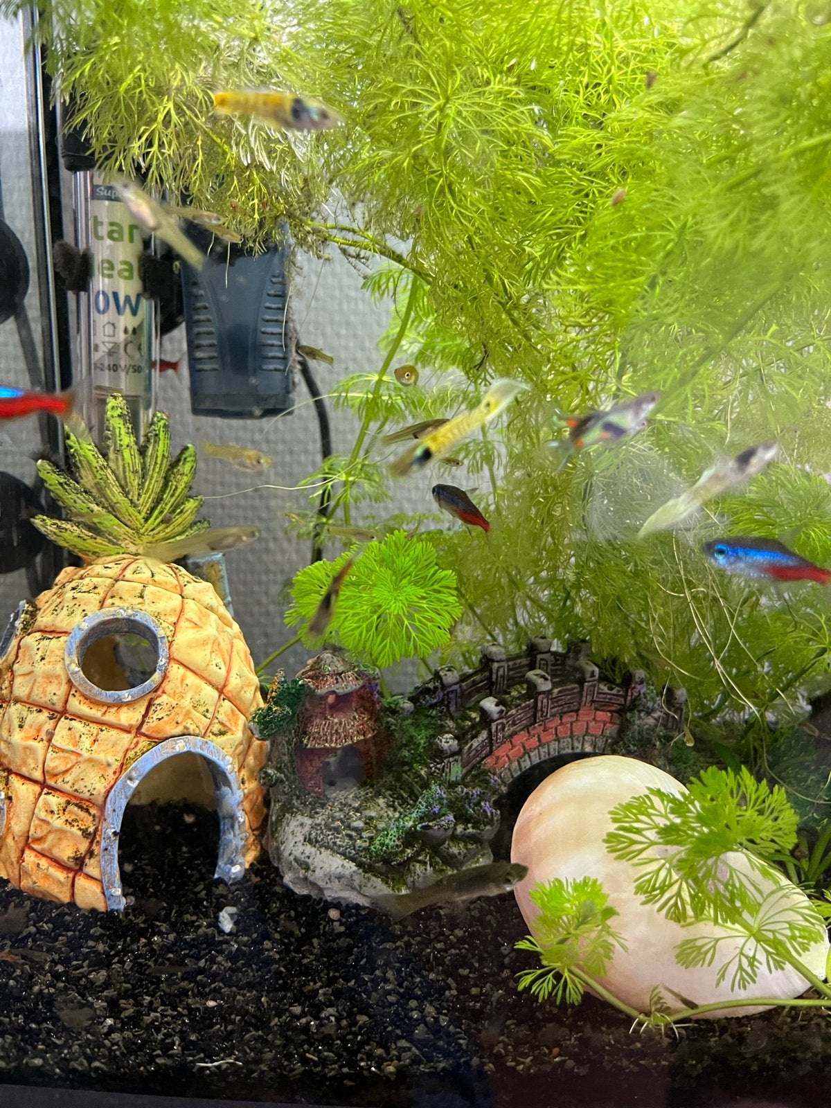 Jonge Guppy’s