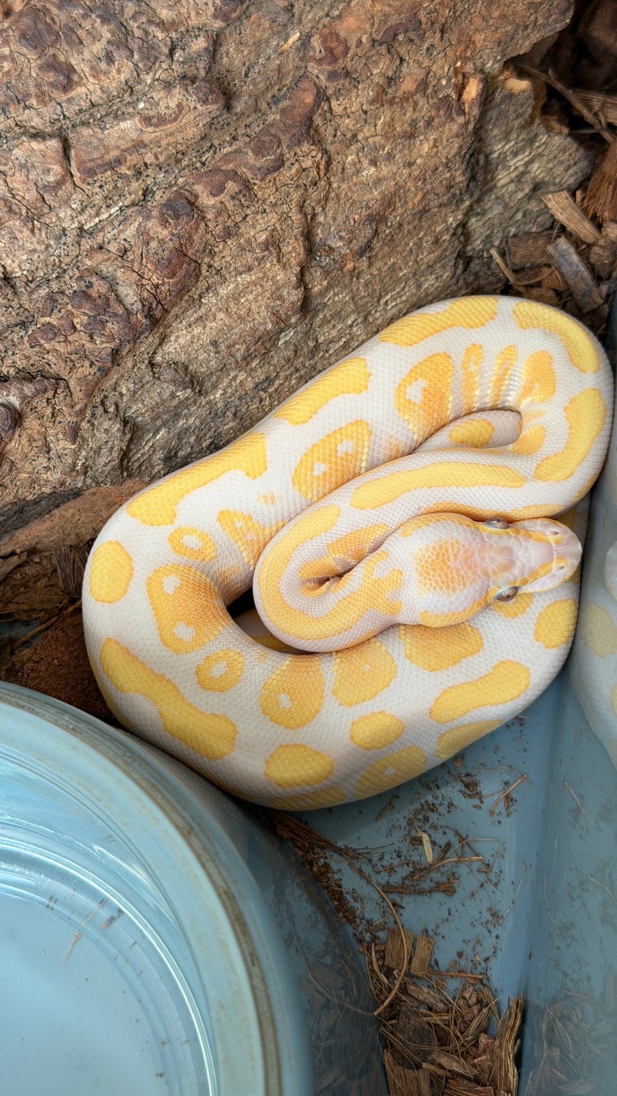 Lavender albino het pied ball python Ball Python - unknown for sale from Morphisticated Ball Pythons