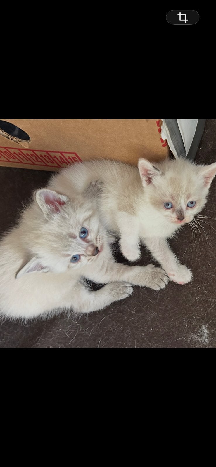 kittens Siamese kruising, Dieren en Toebehoren, Katten en Kittens | Raskatten | Korthaar, Meerdere dieren, Ontwormd, 0 tot 2 jaar