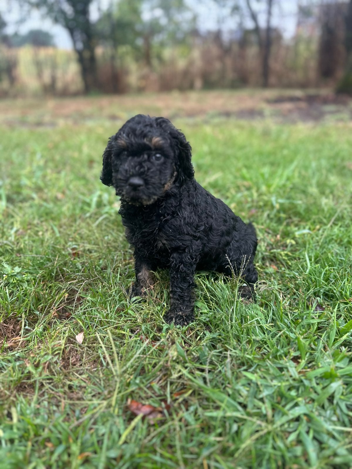 Nog 3 prachtige Australian Labradoodle reutjes, Dieren en Toebehoren, Reu, 8 tot 15 weken, Parvo, Meerdere