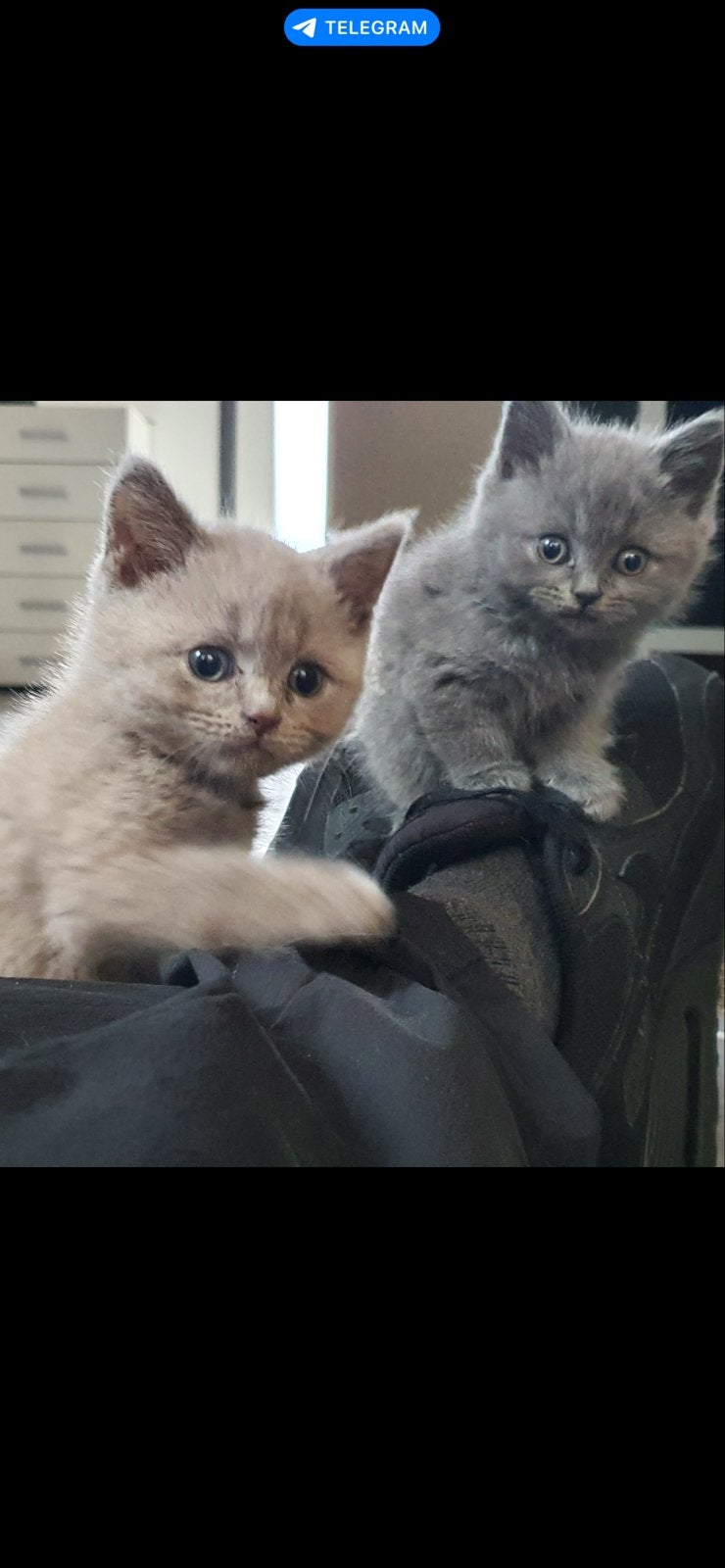 Brıtse korthaar kittens. Heel erg lief en erg speels, Dieren en Toebehoren, Kater