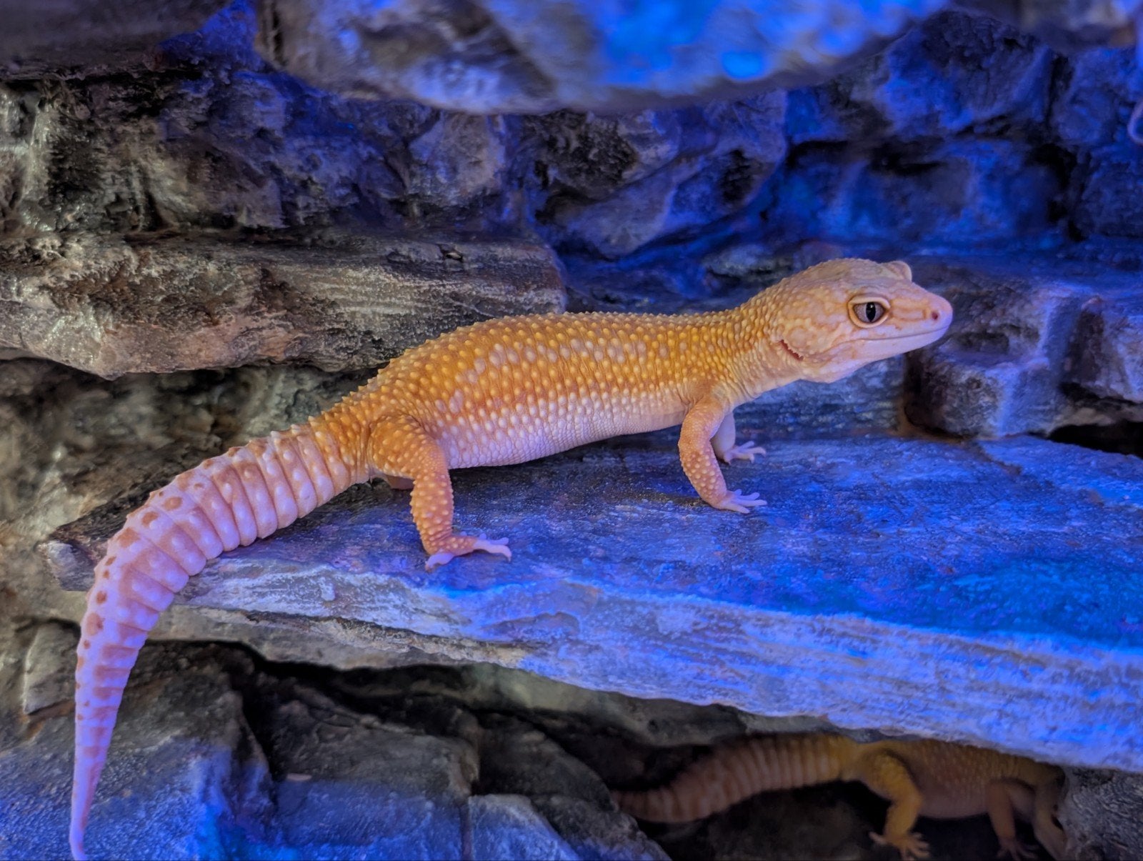 0.2 raining redstrip luipaardgekko's, Dieren en Toebehoren, Reptielen en Amfibieën, Hagedis, Met terrarium, 3 tot 6 jaar