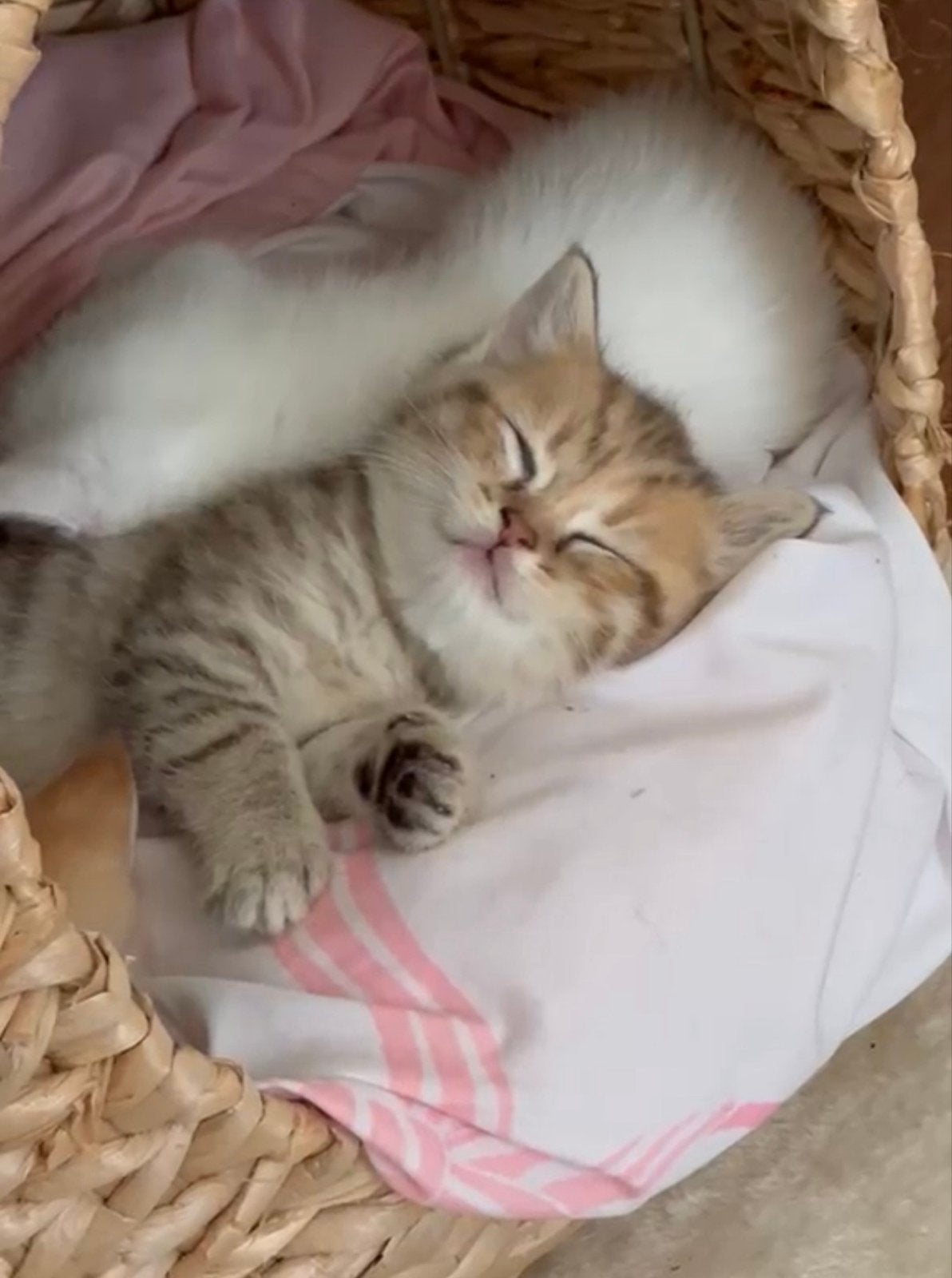 British korthaar kitten, Poes