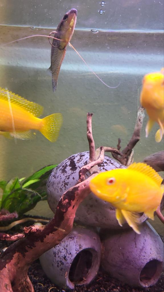 4 Cichlide te koop, Dieren en Toebehoren, Vissen | Aquariumvissen, Vis