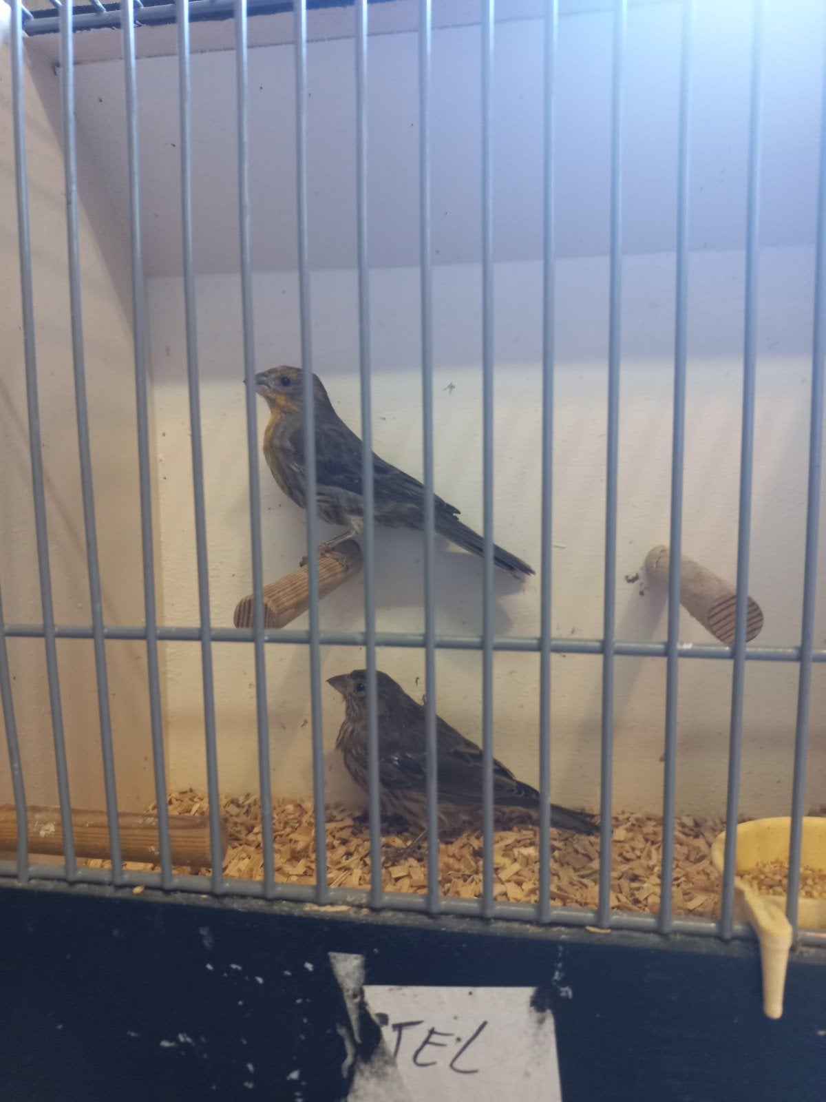 Koppel Mexicaanse roodmussen, Dieren en Toebehoren, Meerdere dieren