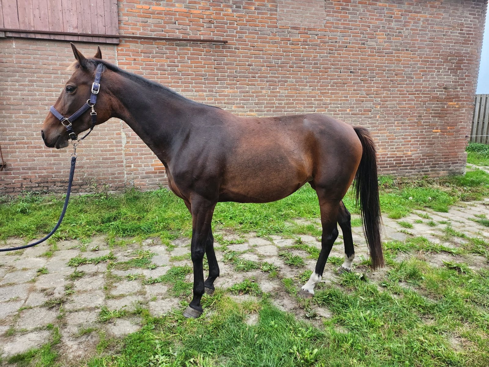 2 merries, aangespannen gelopen, Merrie