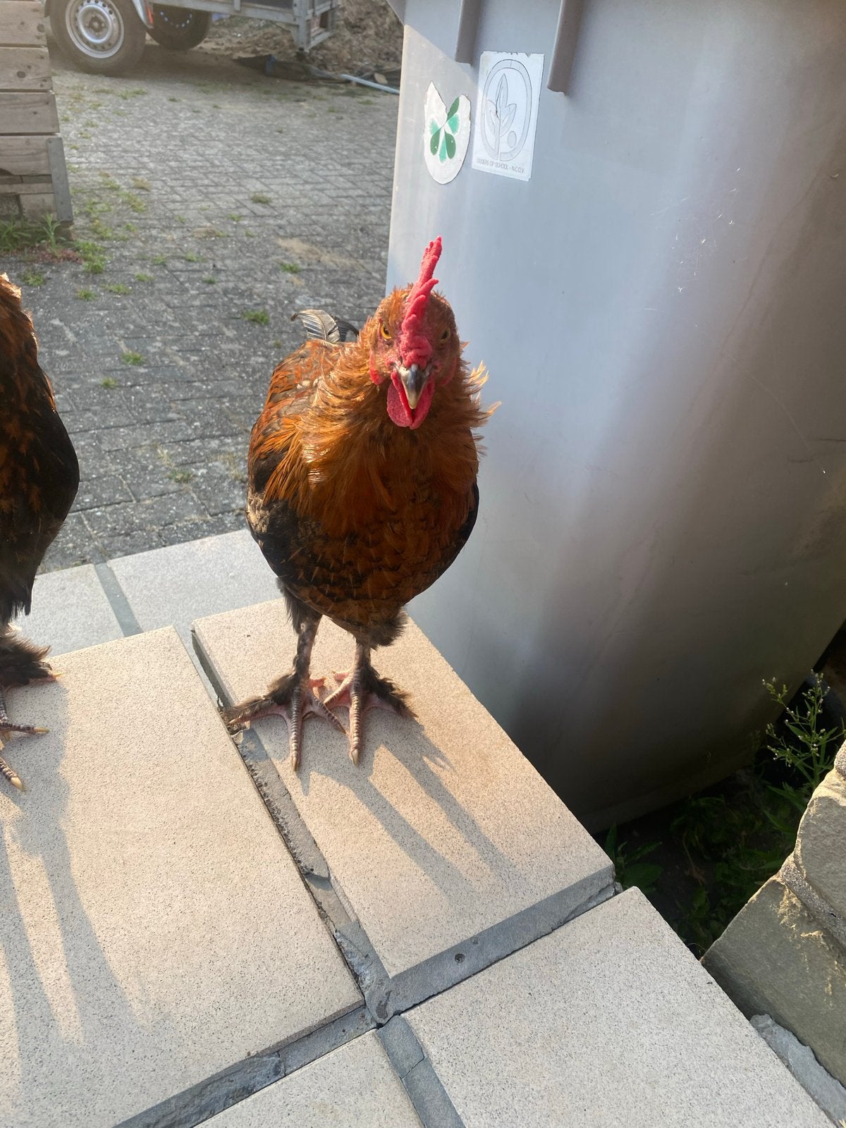 Tamme haan - 4 mnd - Marans - met de hand opgevoed!, Dieren en Toebehoren, Pluimvee, Mannelijk, Kip