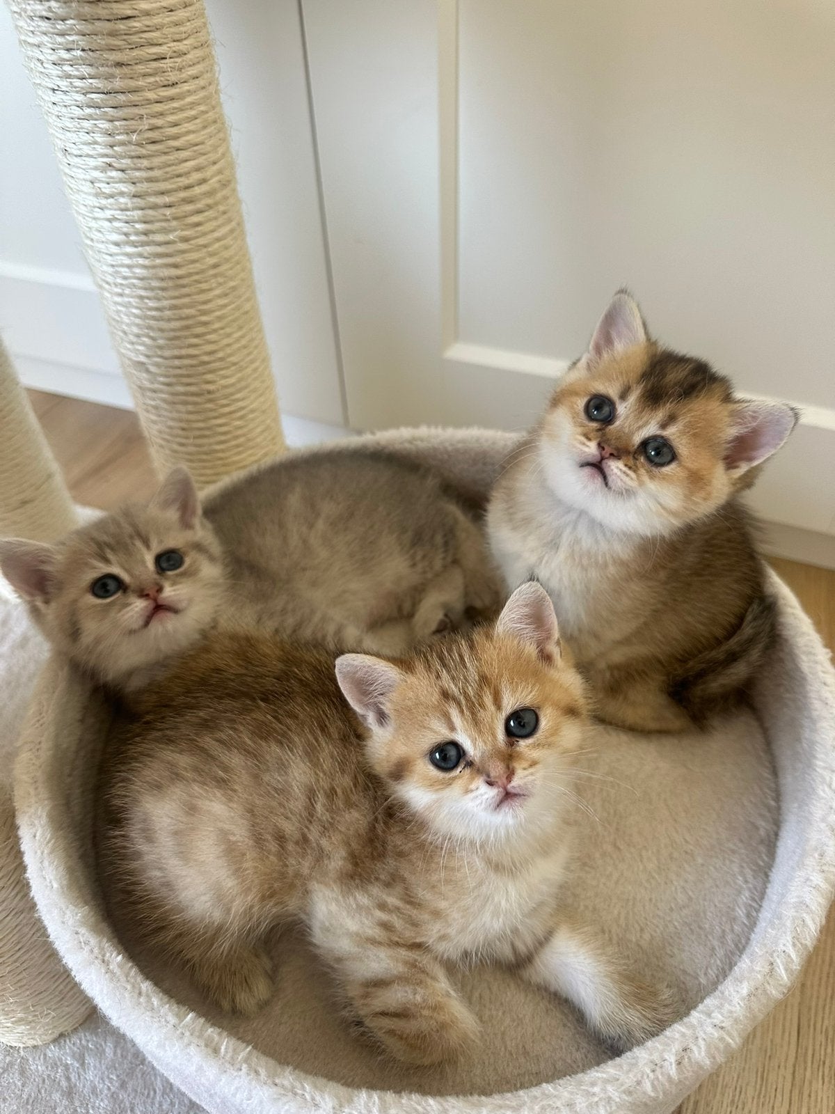 Britse korthaar kittens, Meerdere dieren, Ontwormd, 0 tot 2 jaar