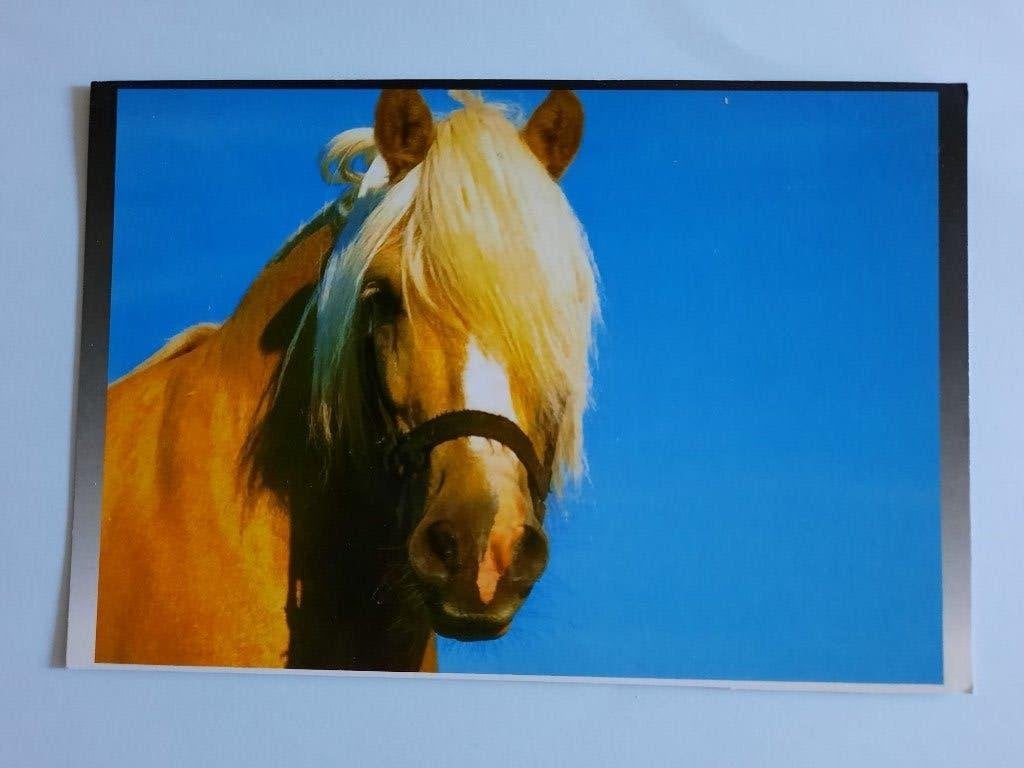 ansichtkaart kaart paard veulen Haflinger, Ophalen, 1980 tot heden, Ongelopen, Paard