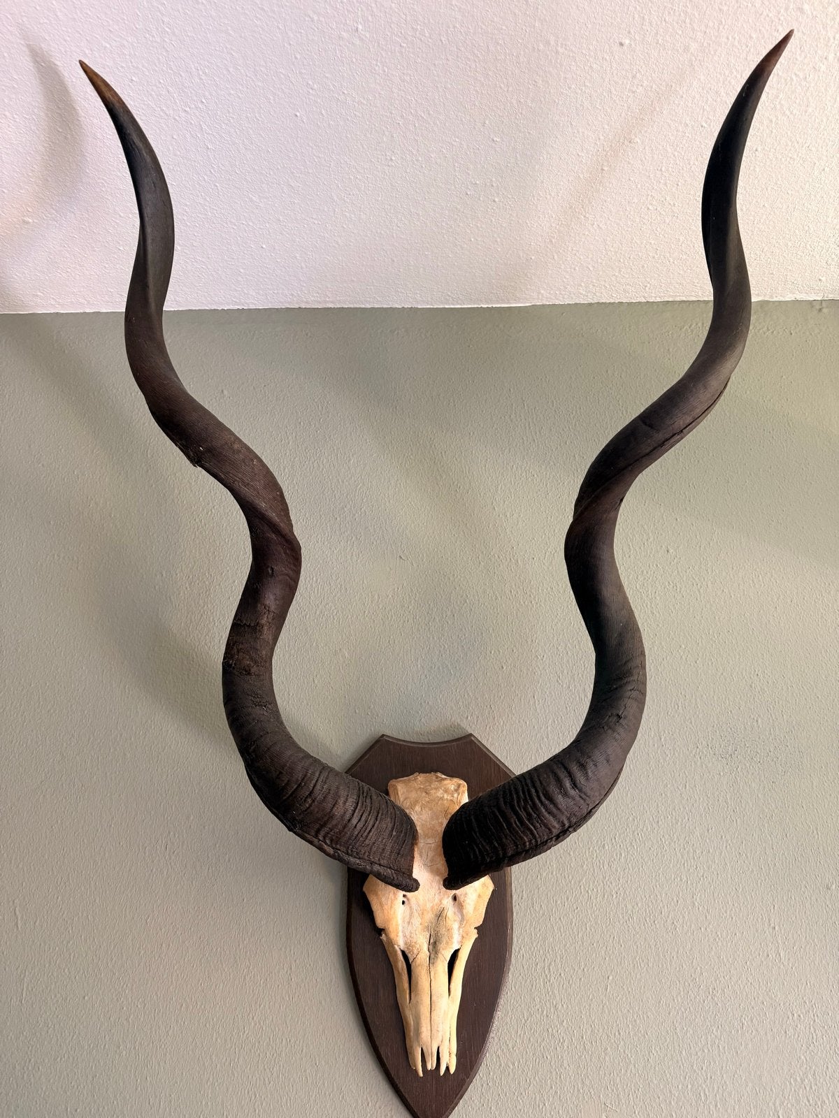 Groot Kudu Gewei op Schild - 110 x 70 cm, Ophalen, Gebruikt, Wild dier, Gewei of Kop