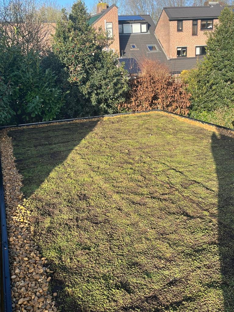 Groendak sedum dak zowel trays als matten, Tuin en Terras, Ophalen of Verzenden, Nieuw, 20 m² of meer