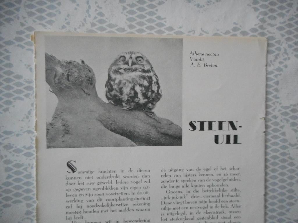 De steenuil. 1939/1940., Ophalen of Verzenden, 1920 tot 1940, Nederland, Knipsel(s)