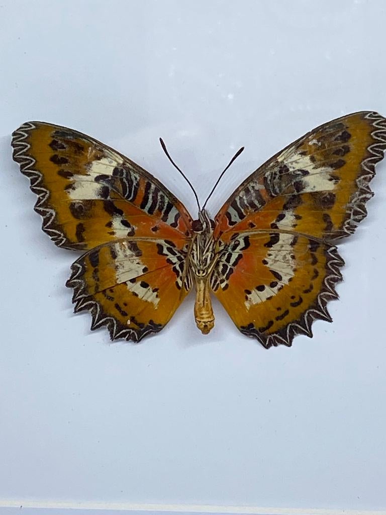 vlinder  Cethosia Hypsea, Ophalen of Verzenden, Nieuw, Insect, Opgezet dier