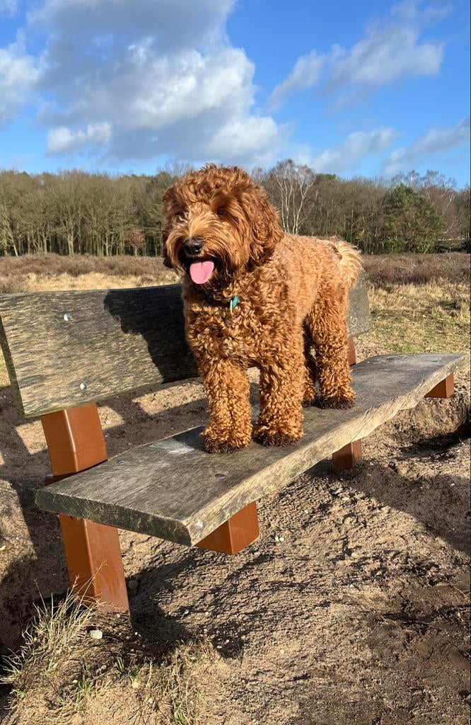 Australian Labradoodle dekreu, Dieren en Toebehoren, Fokker | Hobbymatig, Reu, 1 tot 2 jaar, Buitenland