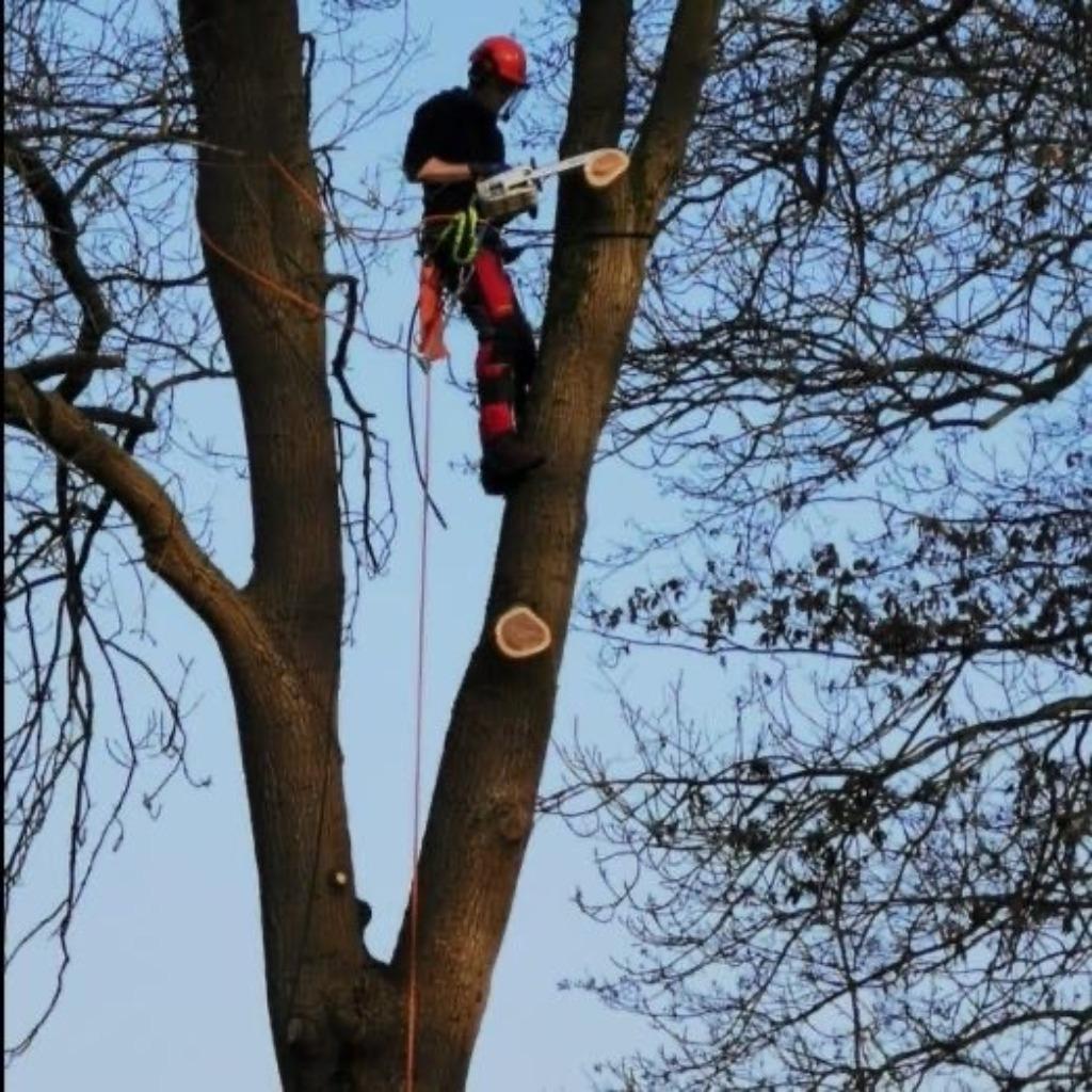 Stormschade of een boom kappen/ verwijderen?, Tuinonderhoud of Snoeiwerk