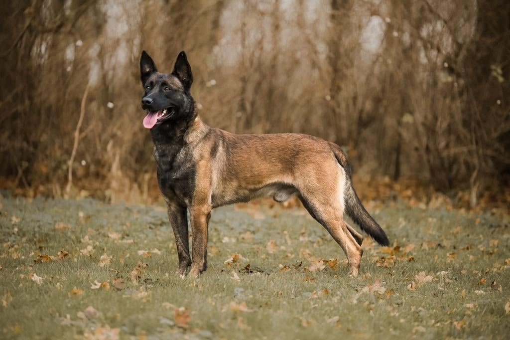 Mechelse Herder dekreu, Dieren en Toebehoren, Honden | Dekreuen, Reu, Eén hond, 3 tot 5 jaar, Nederland