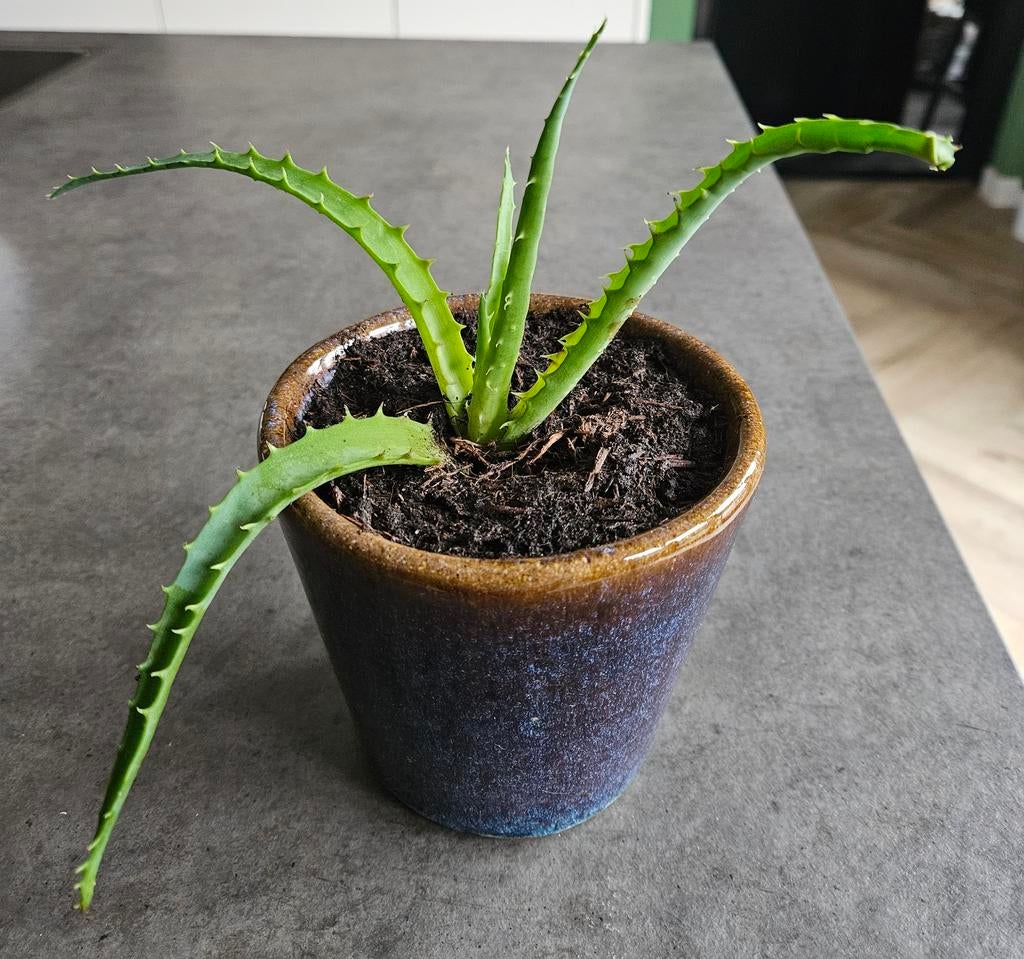 Aloë arborescens stek - in pot, Ophalen