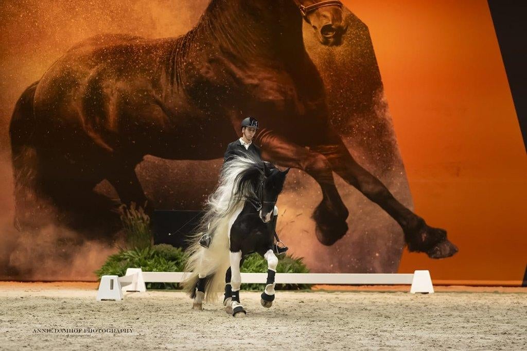 Claus BP88 – Goedgekeurde Barock Pinto dekhengst, Hengst