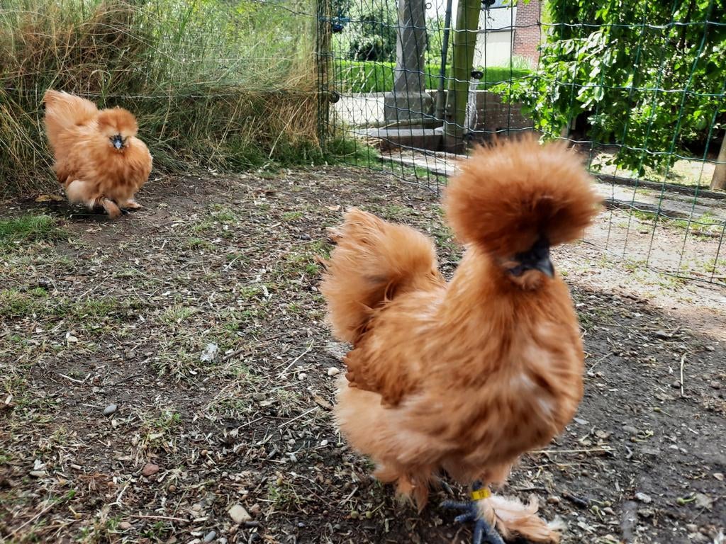 Broedeieren zijdehoen kriel buff kleur, Geslacht onbekend, Kip
