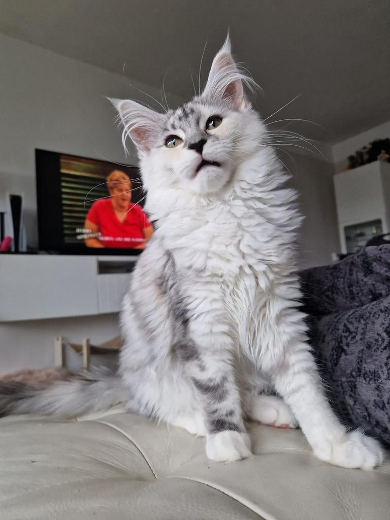 Maine Coon dame zoekt nieuw warm mandje., Poes, Gechipt, 0 tot 2 jaar