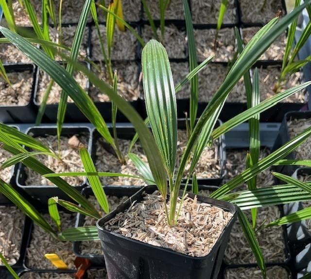 Trachycarpus princeps x ukhrulensis, Ophalen of Verzenden, Minder dan 100 cm, Zomer, Palmboom