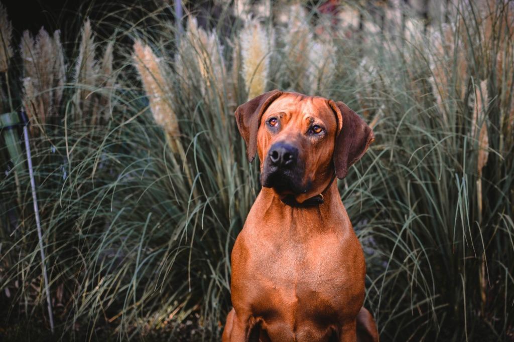 Prachtige Rhodesian Ridgeback dekreu beschikbaar, Dieren en Toebehoren, Reu, Parvo, Eén hond, 3 tot 5 jaar