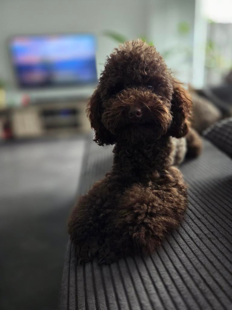 Choco toy poedel dekreu – Shipoo maltipoo cavapoo, Reu, 1 tot 2 jaar, Eén hond, Nederland
