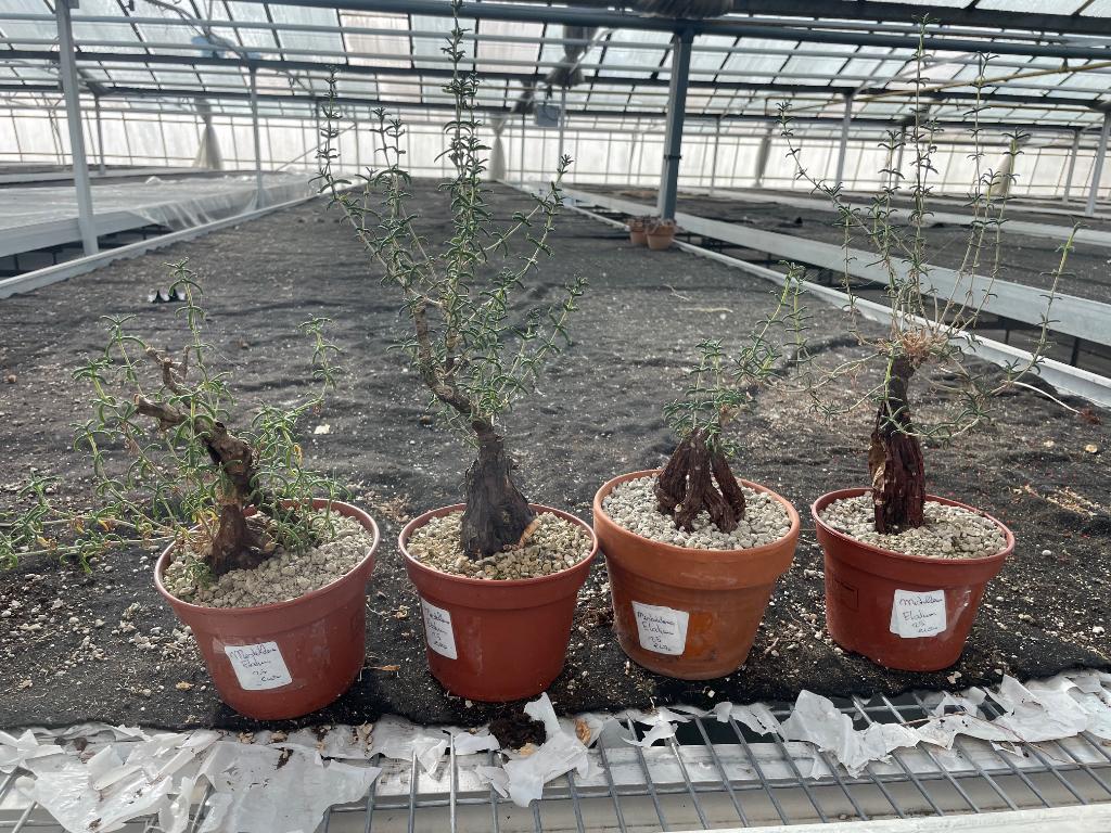 Caudex plant Mestoklema Elata Zuid Afrika 15 cm pot, Overige soorten, Ophalen of Verzenden, In pot, Minder dan 100 cm