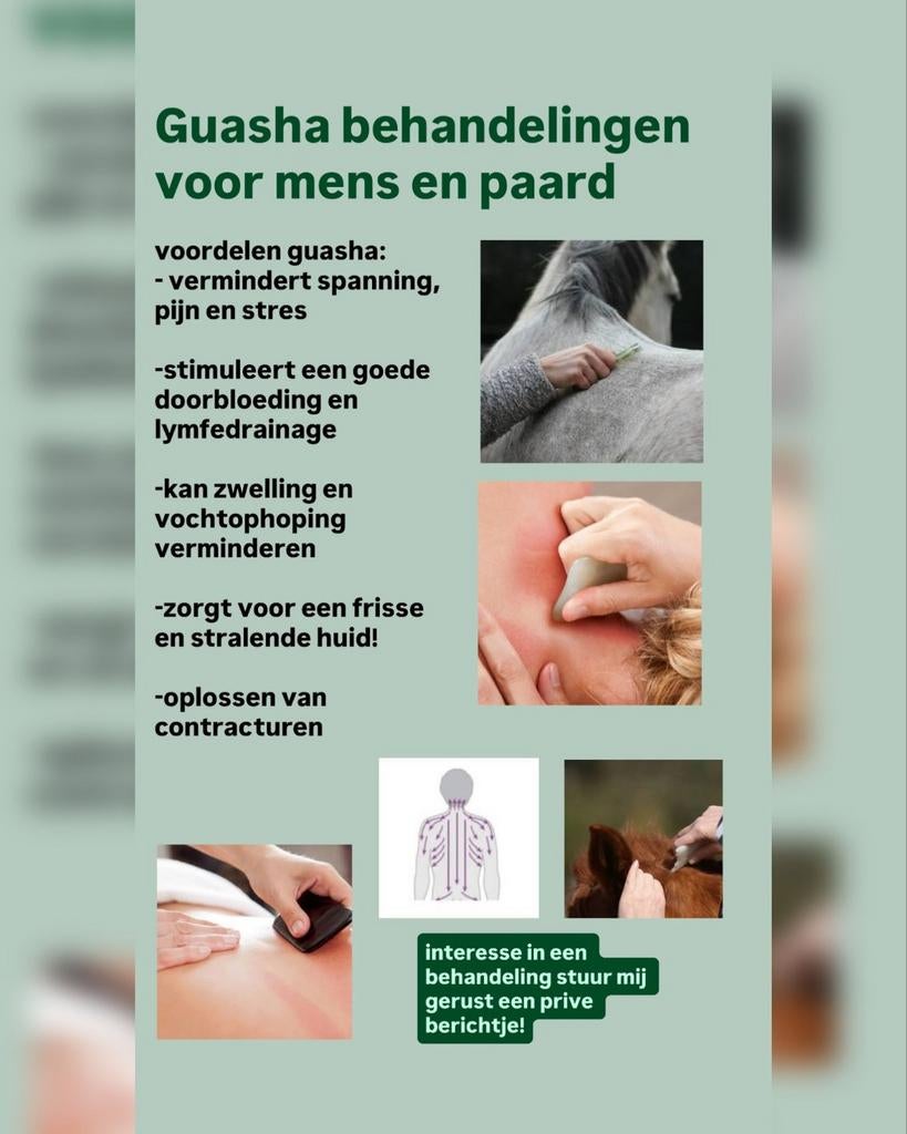 Bekapper pony, instructeur, grondwerk les, Guasha massage, Gedragstraining