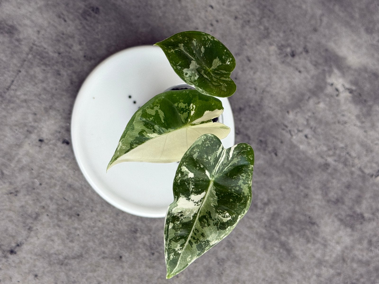 Alocasia Frydek Variegata, Ophalen of Verzenden, Halfschaduw, Minder dan 100 cm