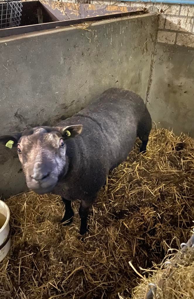 Dekram 3 jarige luxe blauwe texelaar, Dieren en Toebehoren, Mannelijk, Schaap