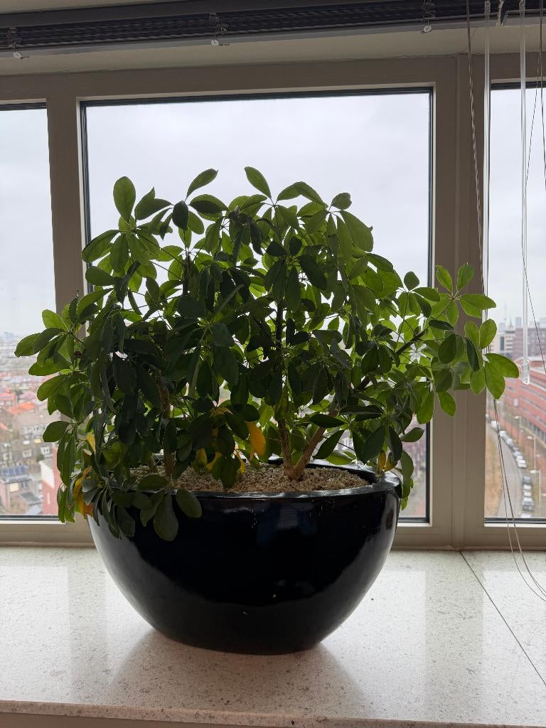 Natuurlijke plant met pot, 1 stuk, Ophalen of Verzenden, In pot, Halfschaduw, Minder dan 100 cm