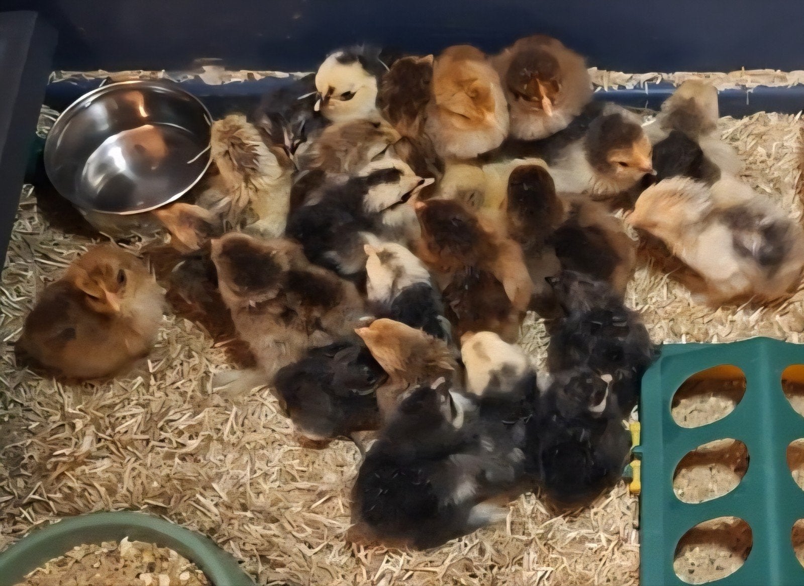 Serama A-klasse + Cochin kriel kuikens. Krul, zijde & glad., Dieren en Toebehoren, Vrouwelijk, Kip