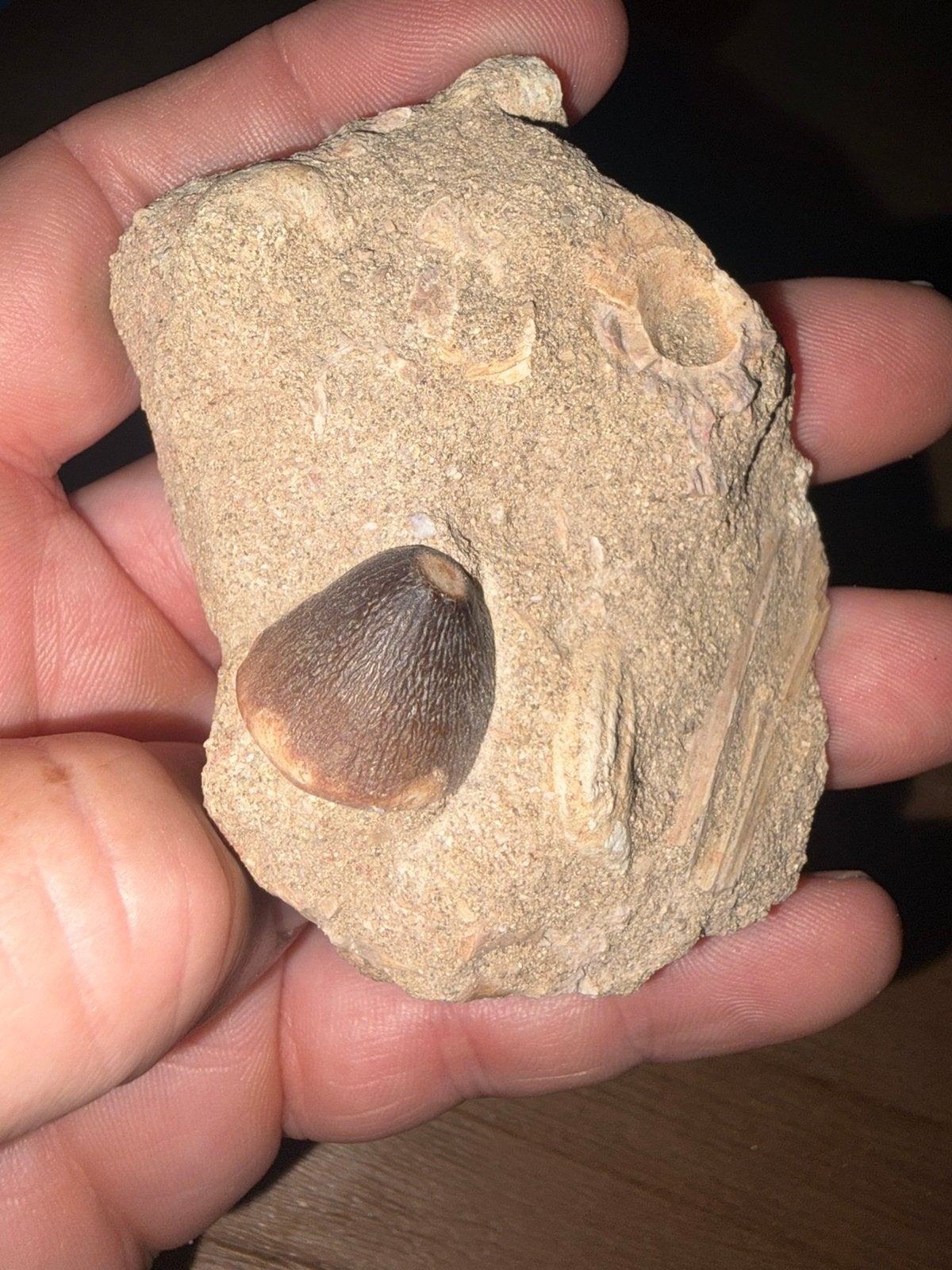 Mosasaurus globidens, Verzamelen, Mineralen en Fossielen, Ophalen of Verzenden, Fossiel