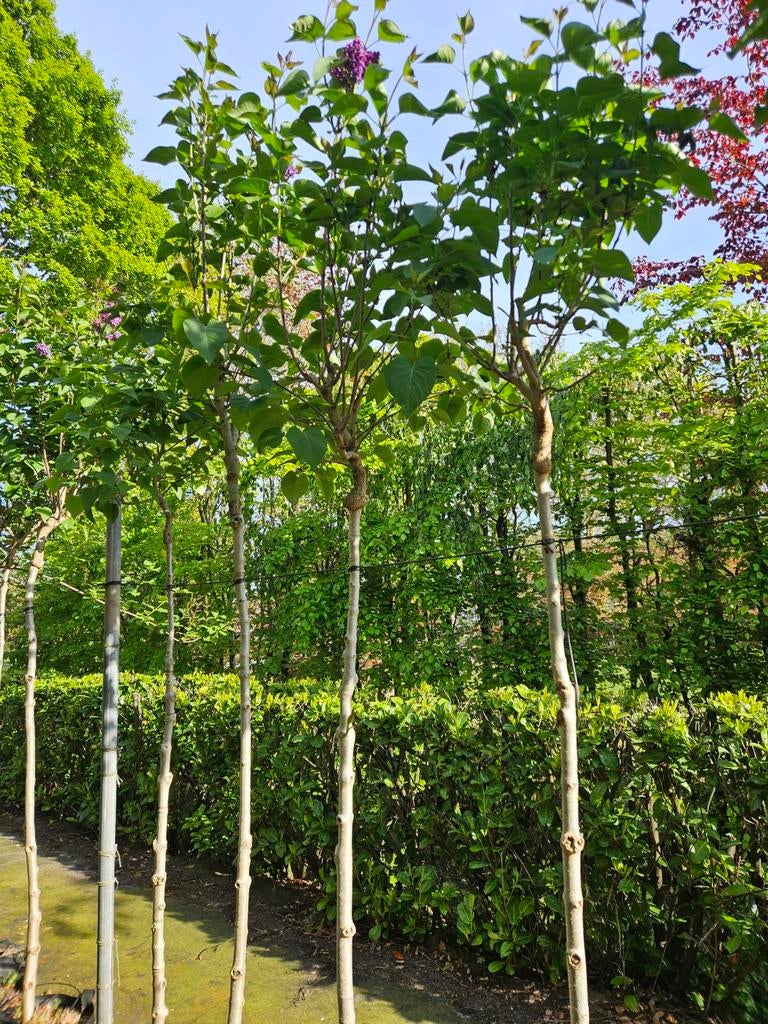 Syringa Andenken an Ludwig Spath!, Halfschaduw, Lente, 100 tot 250 cm, Ophalen