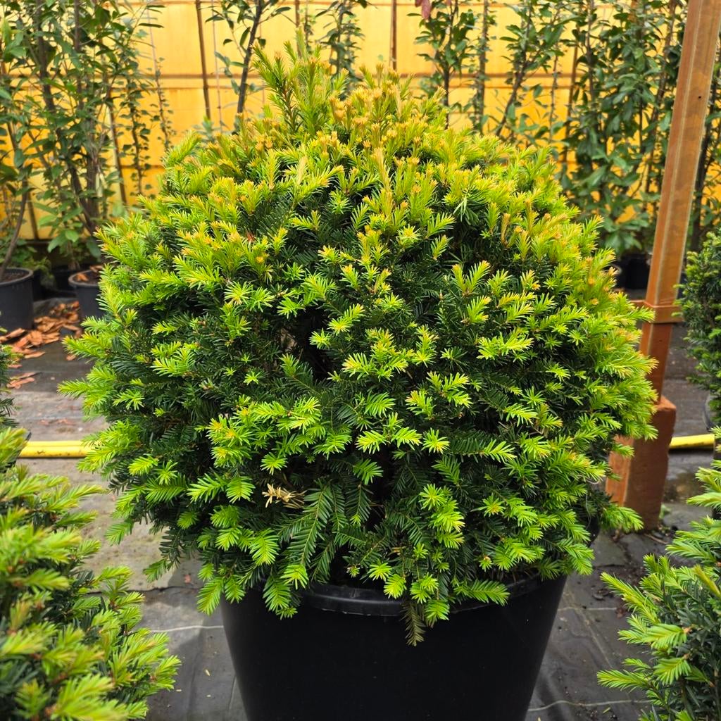 Taxus bol - Groenblijvende en winterharde plant, Tuin en Terras, Volle zon, Vaste plant, Bloeit niet, Ophalen