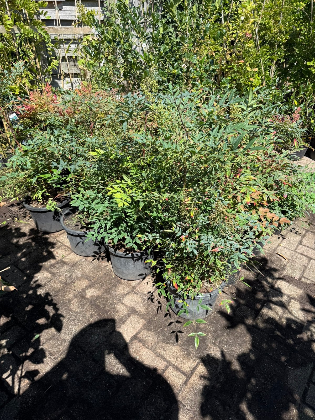 Nandina domestica / of hemelsche bamboe bladhoudend 14,95, Vaste plant, Halfschaduw, Lente, Ophalen