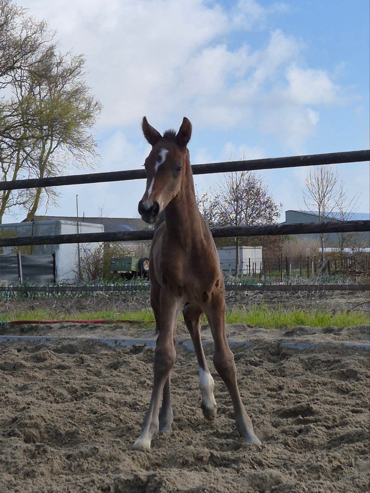 kwpn merrieveulen uit de Bria stam, Merrie