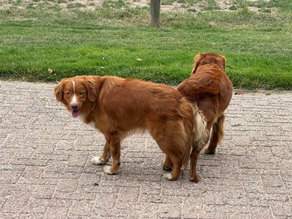 toller pups, Overige rassen, 8 tot 15 weken, Meerdere, Meerdere dieren