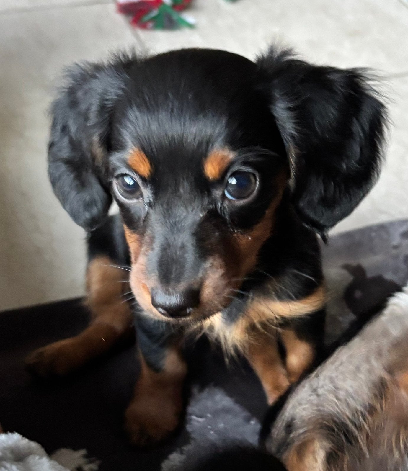Teckel pups langhaar, Parvo, 8 tot 15 weken, Dwerg, Langhaar
