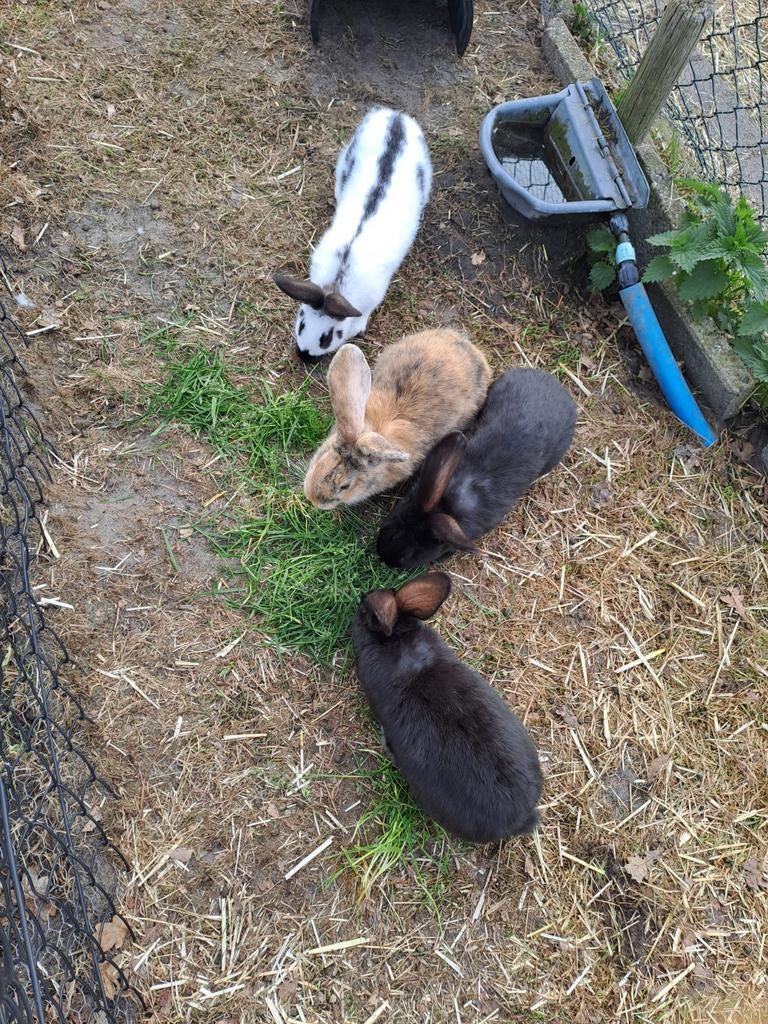 Lotharinger konijnen tam groot, Dieren en Toebehoren, Konijnen, Meerdere dieren, Groot, 0 tot 2 jaar