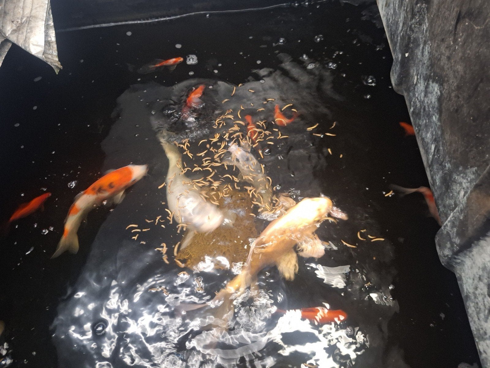 Te koop 5 koy vissen  en eventueel  aantal goudvissen, Dieren en Toebehoren, Vissen | Vijvervissen, Goudvis(sen)